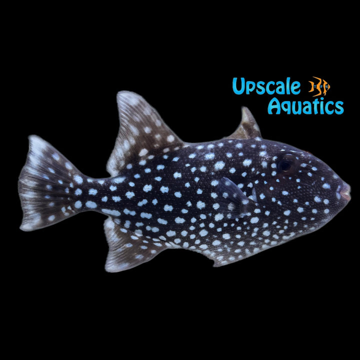 Spotted Oceanic Trigger (Canthidermis maculata)