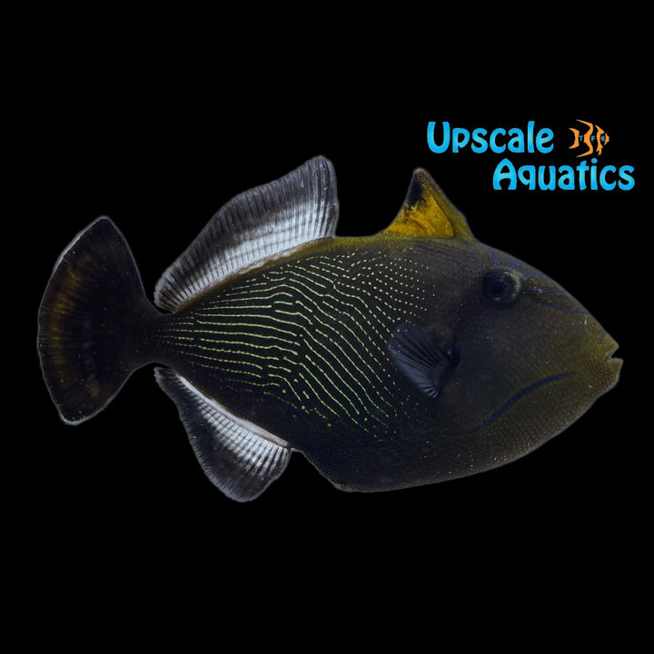 Indian Black Trigger (Melichthys indicus)