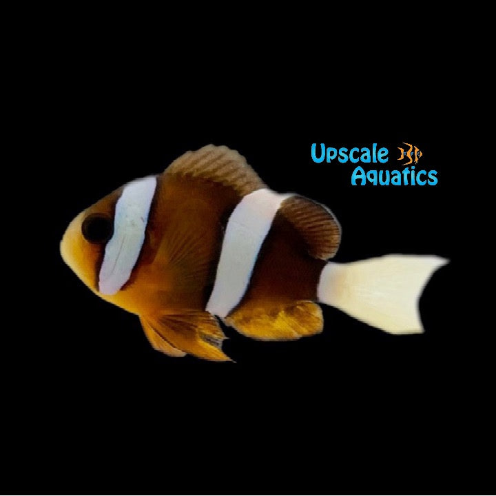 Clarkii Clownfish - Wild (Amphiprion clarkii)