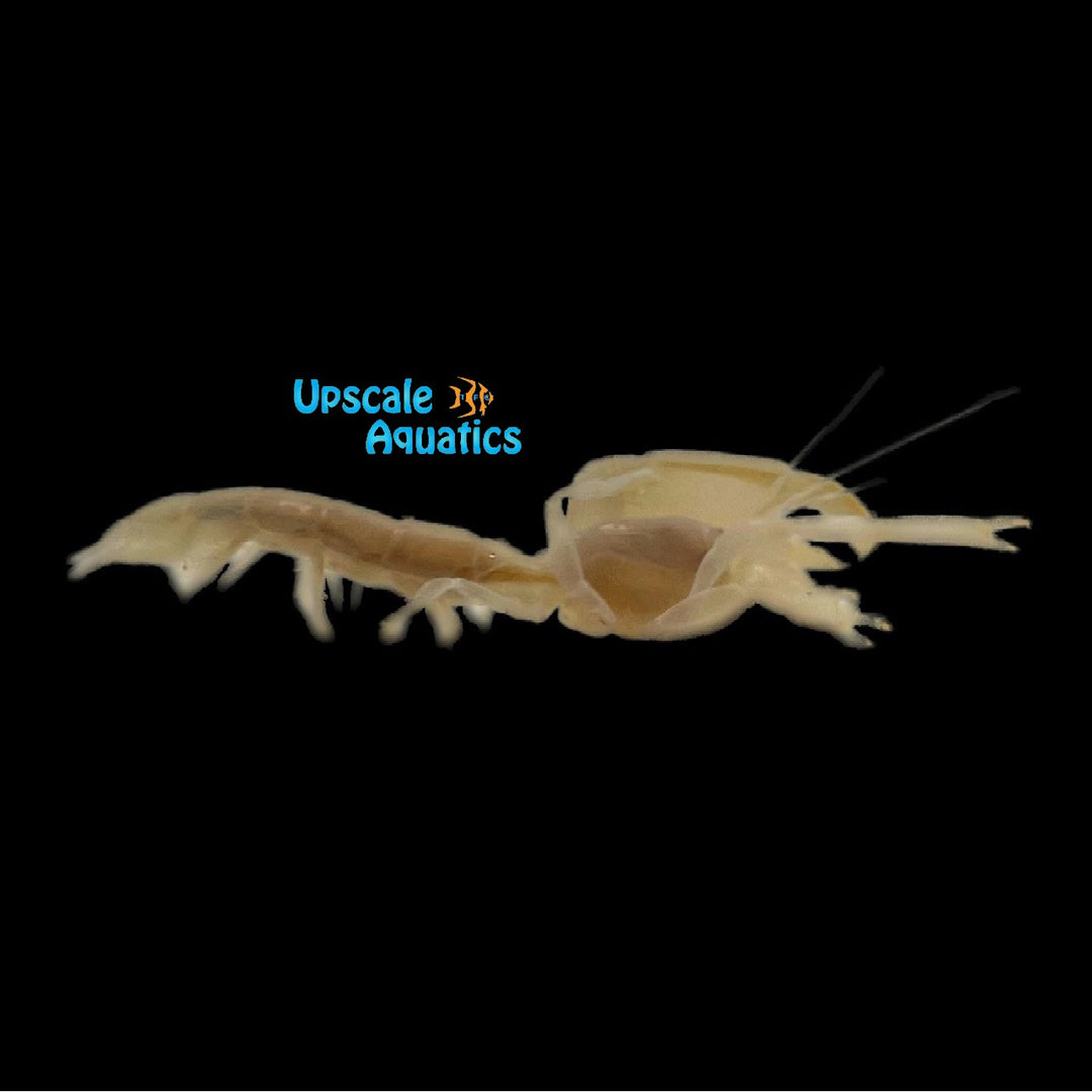 Clawed Ghost Shrimp (Neotrypaea sp.)