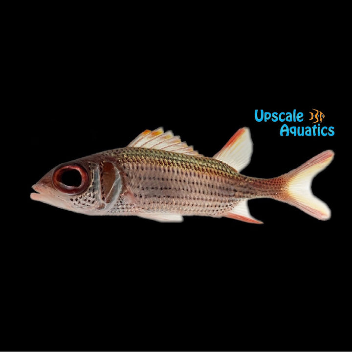 Clearfin Squirrelfish (Neoniphon argenteus)