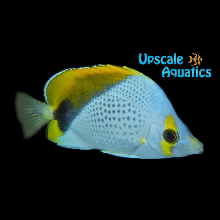 Declivis Butterflyfish (Chaetodon declivis)