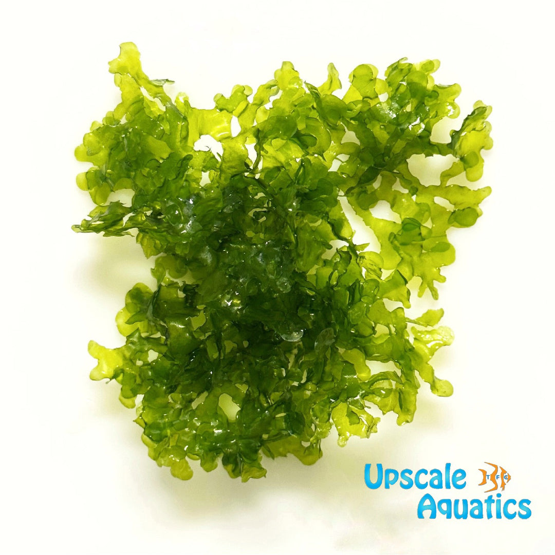 Subwassertang 'Pelia Moss' (Lomariopsis lineata)