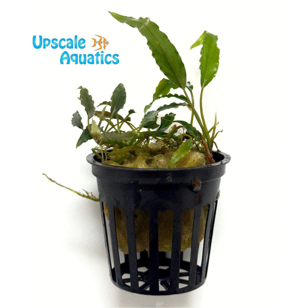 Schismatoglottis Roseospatha