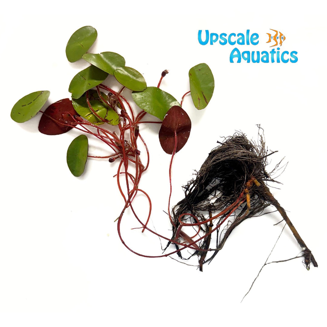 Watershield Plant (Brasenia schreberi)