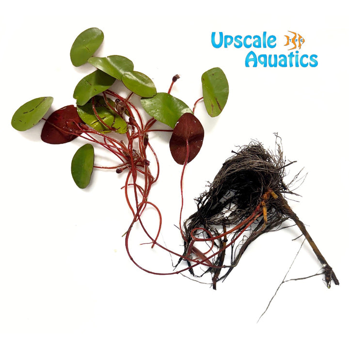 Watershield Plant (Brasenia schreberi)