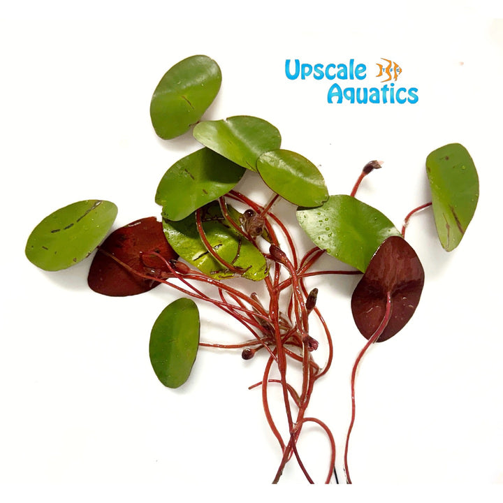 Watershield Plant (Brasenia schreberi)