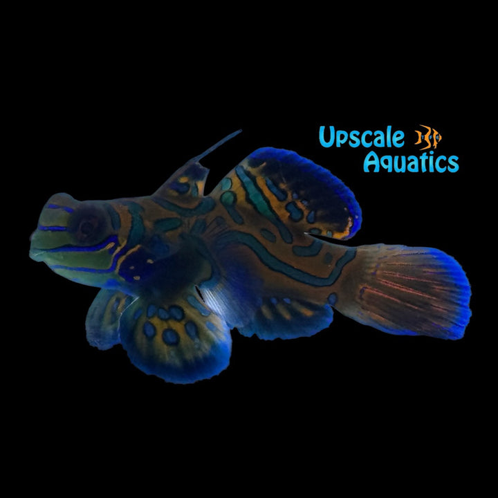 Blue Mandarin 'Captive Bred' (Synchiropus splendidus)