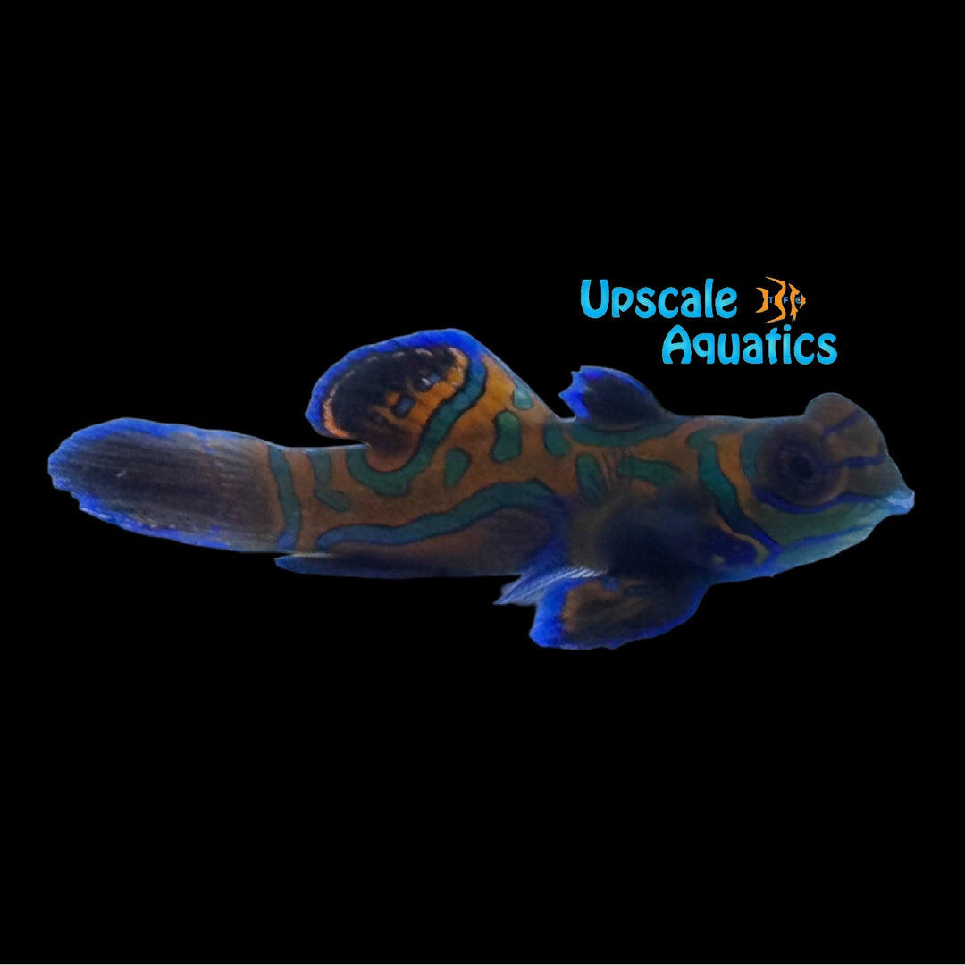 Blue Mandarin 'Captive Bred' (Synchiropus splendidus)