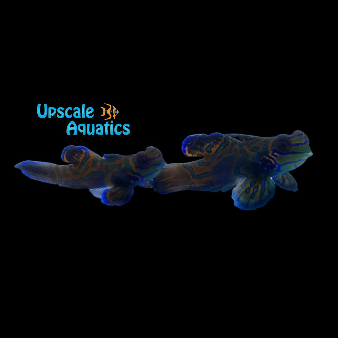 Blue Mandarin 'Captive Bred' (Synchiropus splendidus)