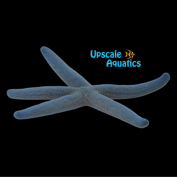 Pastel Linckia Starfish (Linckia laevigata)