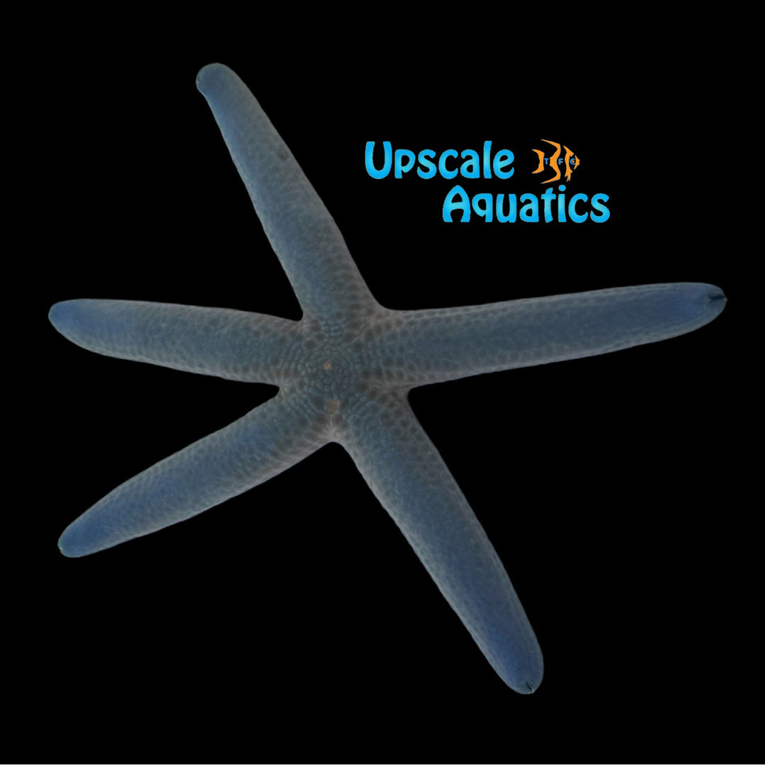 Pastel Linckia Starfish (Linckia laevigata)