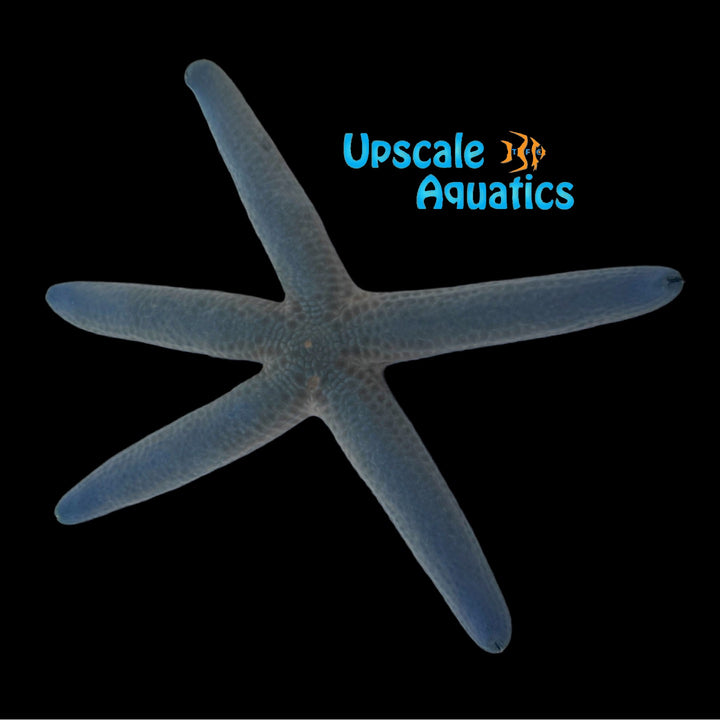 Pastel Linckia Starfish (Linckia laevigata)