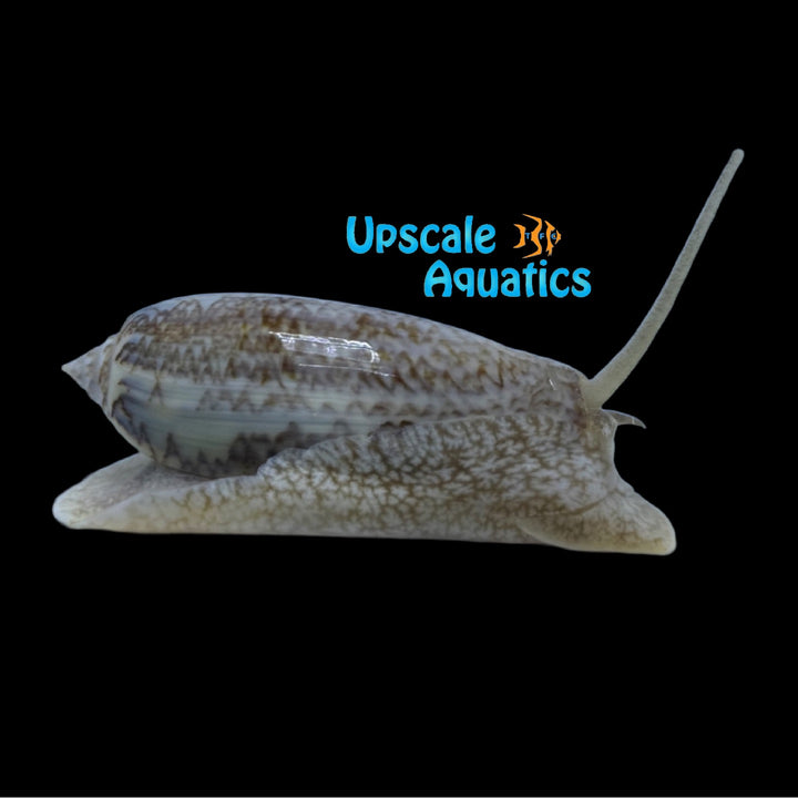 Lettered Olive Snail (Oliva sayana)