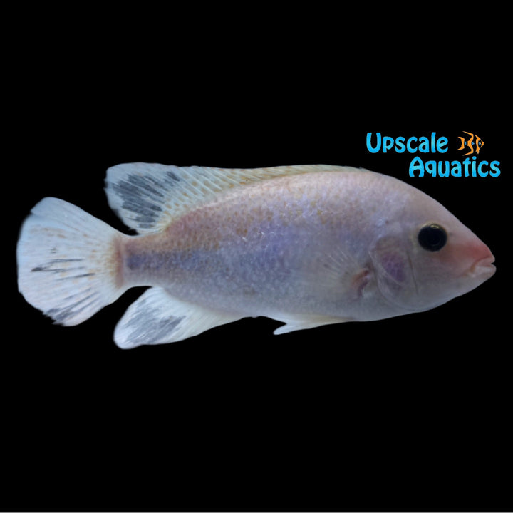 Vieja Fenestratus 'Catemaco'