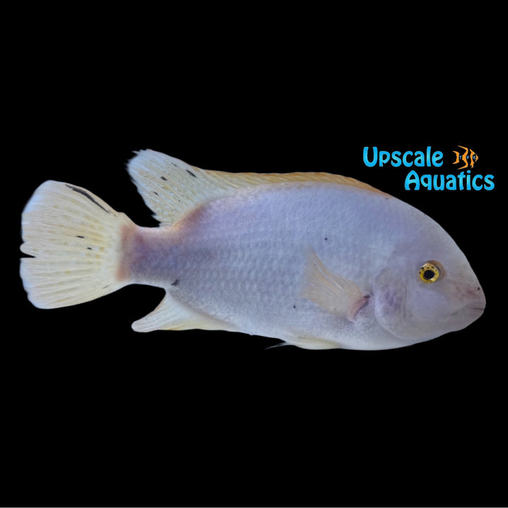 Vieja Fenestratus 'Catemaco'