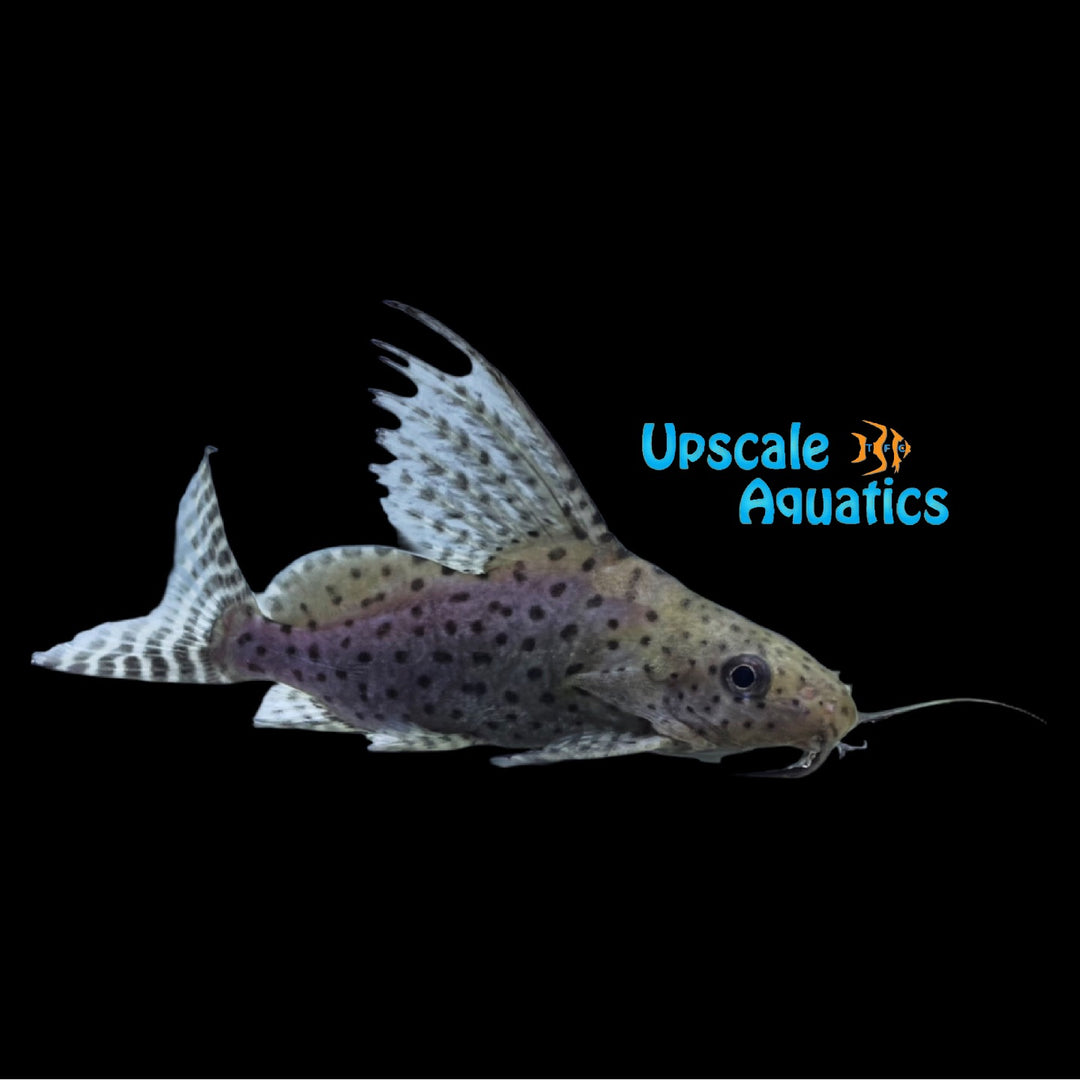 Featherfin Synodontis (Synodontis eupterus)