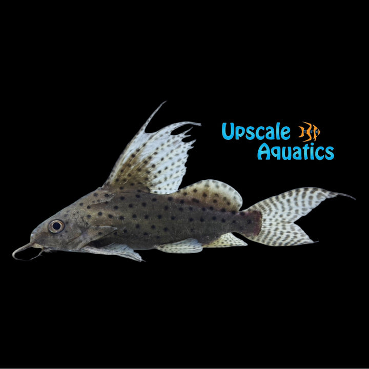 Featherfin Synodontis (Synodontis eupterus)