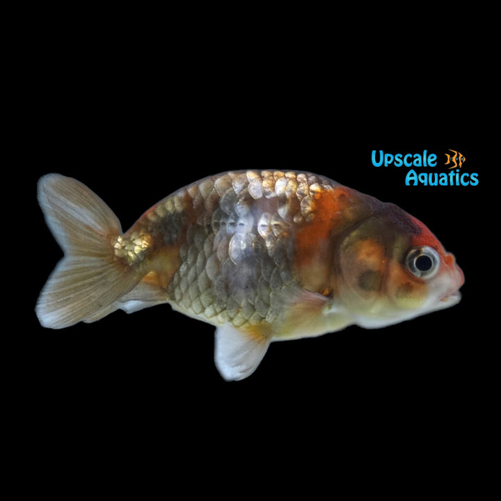 Assorted Ranchu Goldfish (Carassius auratus)