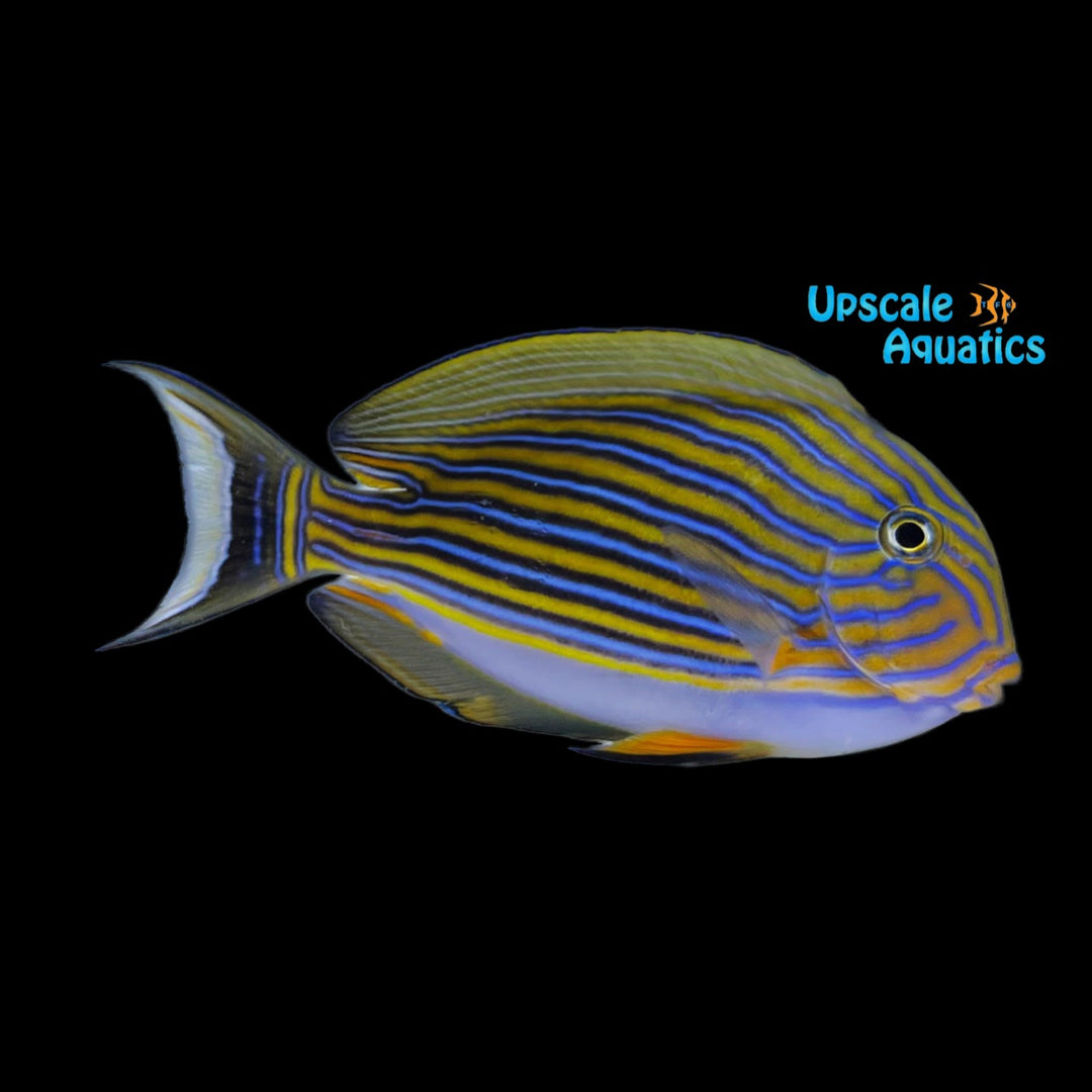 Clown Tang (Acanthurus lineatus)