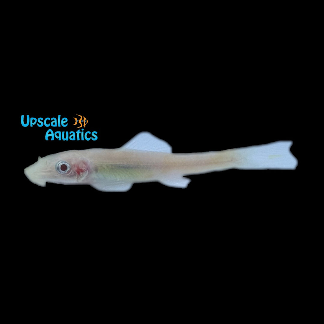 Albino Chinese Algae Eater (Gyrinocheilus aymonieri)