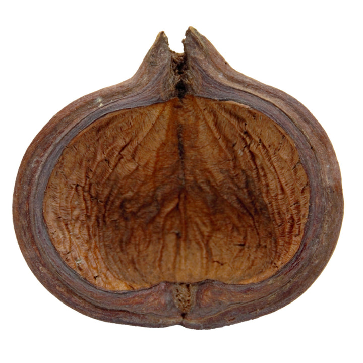 HydrOasis Thelambu Pod