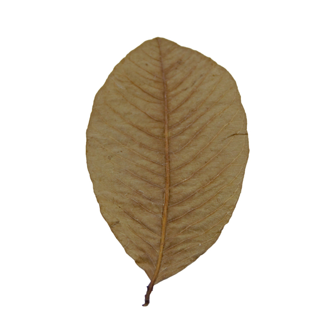 HydrOasis Guava Leaves