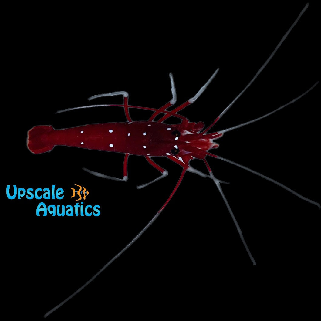 Starry Blood Fire Shrimp (Lysmata splendida)