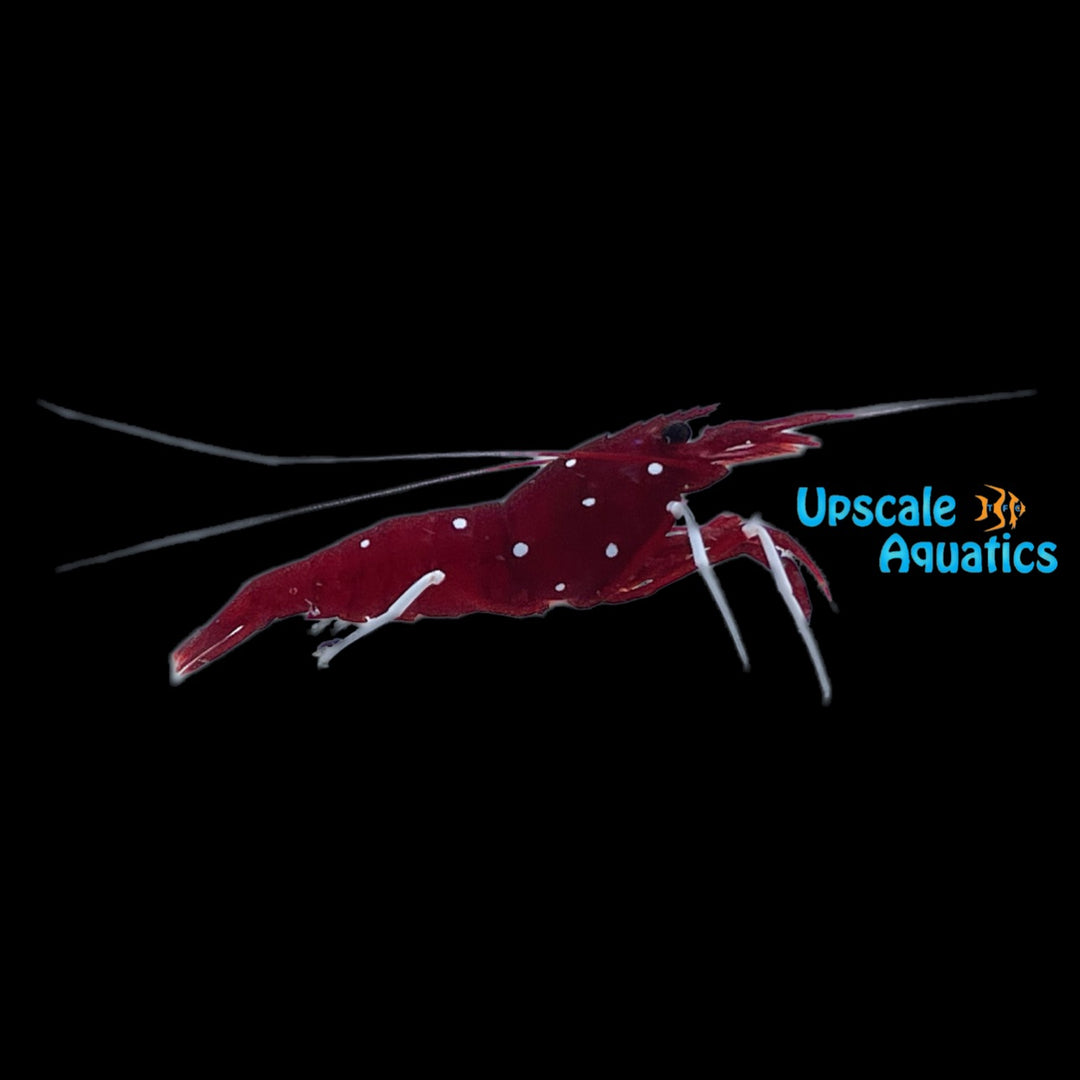 Starry Blood Fire Shrimp (Lysmata splendida)