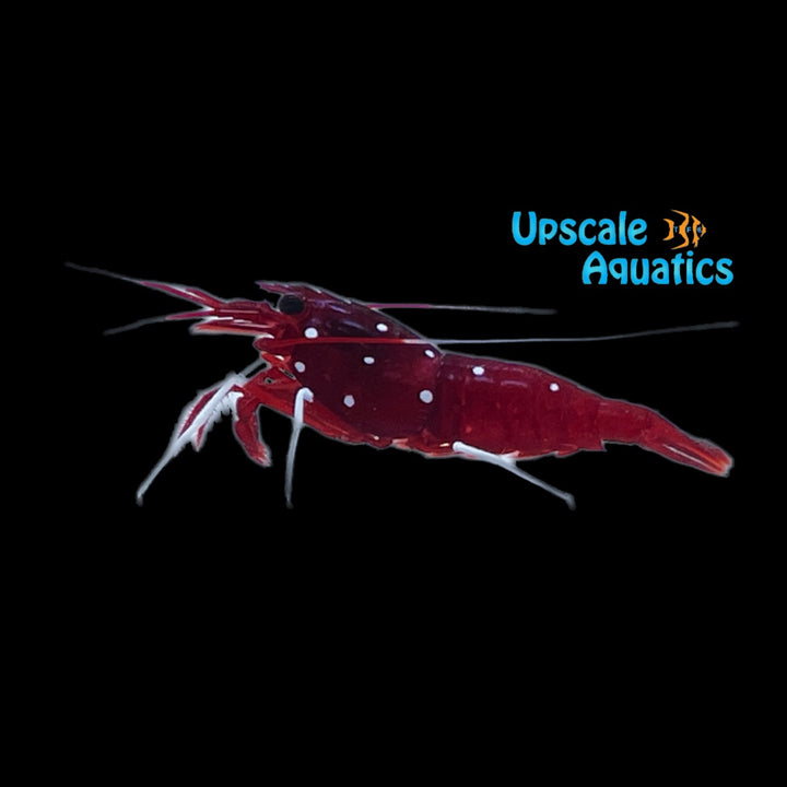 Starry Blood Fire Shrimp (Lysmata splendida)