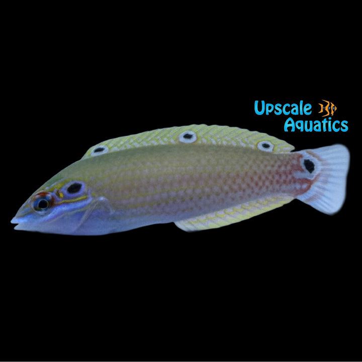 Earmuff Wrasse (Halichoeres melasmapomus)
