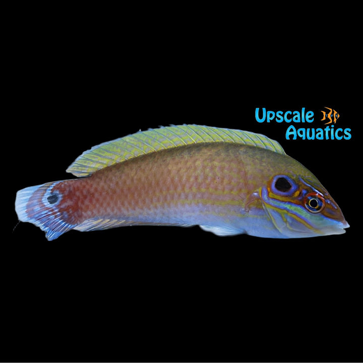Earmuff Wrasse (Halichoeres melasmapomus)