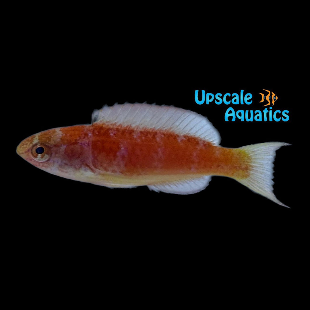 Johnson's Fairy Wrasse (Cirrhilabrus johnsonii)