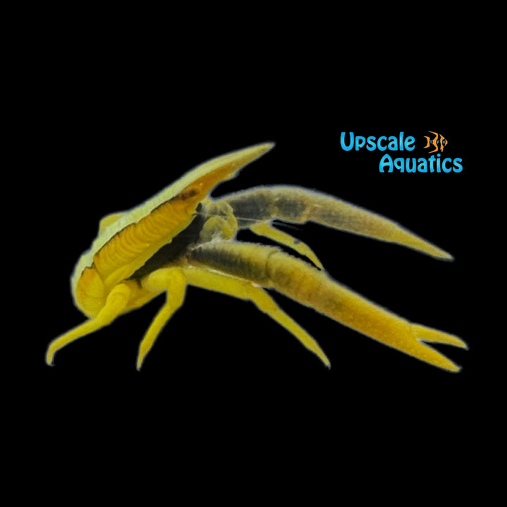 Elegant Squat Lobster (Allogalathea elegans)