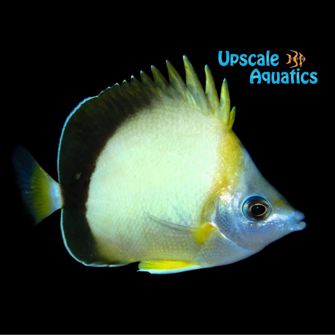 Nippon Butterflyfish (Chaetodon nippon)