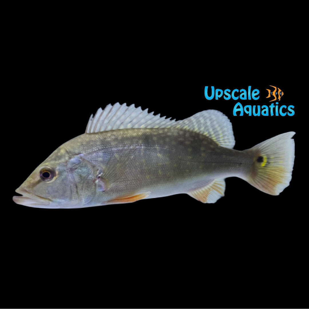 Green Spot Peacock Bass 'Vichada' (Cochlea cf. orinocensis "Vichada Green Spot")