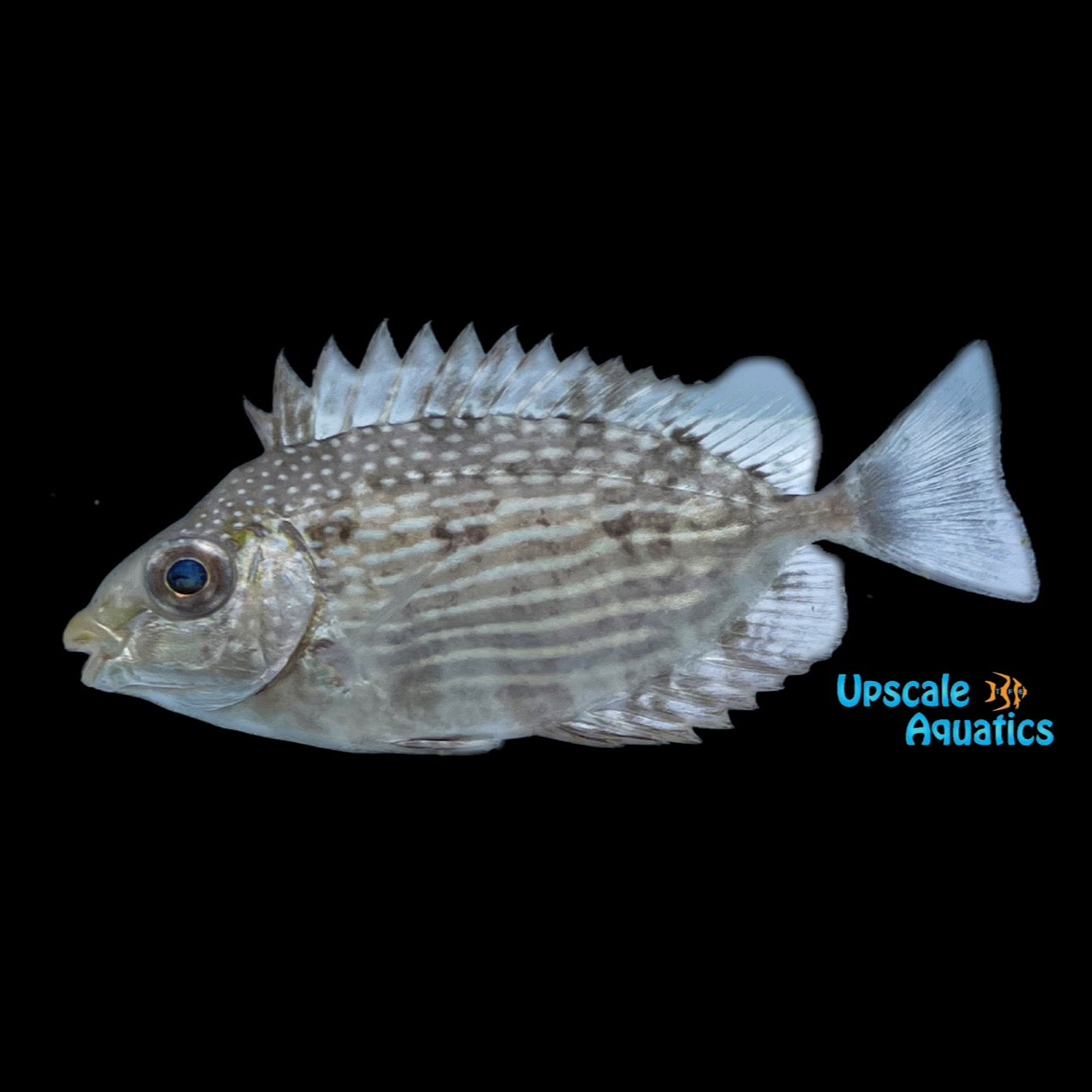 Java Rabbitfish (Siganus javus) – Upscale Aquatics
