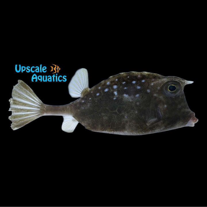 Island Cowfish (Acanthostracion notacanthus)