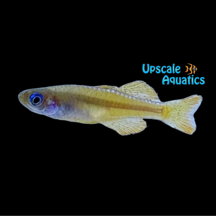 Paskai Red Neon Rainbowfish (Pseudomugil cf. paskai)