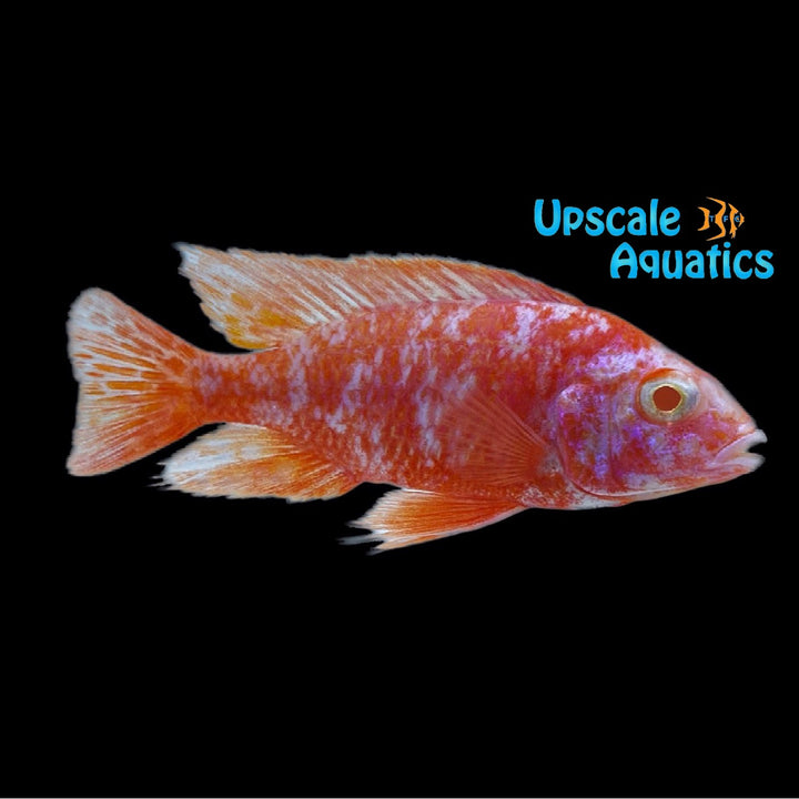 Albino OB Peacock (Aulonocara sp ob albino)