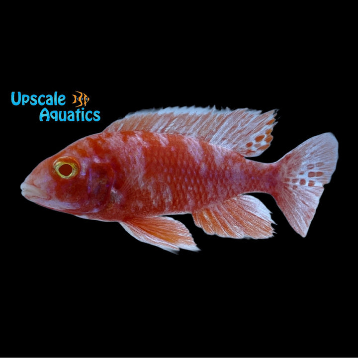 Albino OB Peacock (Aulonocara sp ob albino)