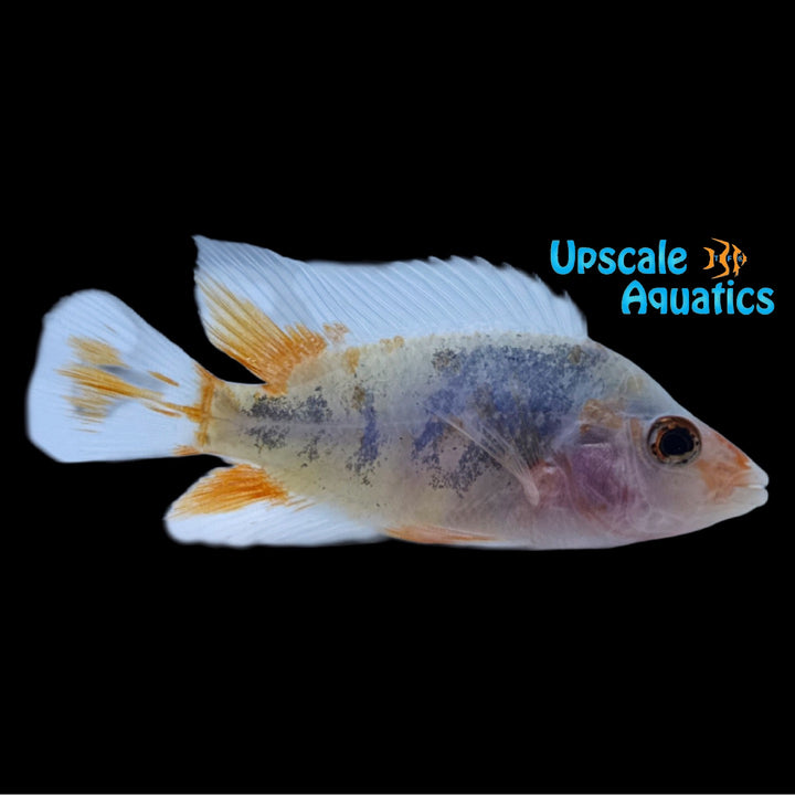 Tricolor Red Devil Cichlid (Amphilophus labiatus)