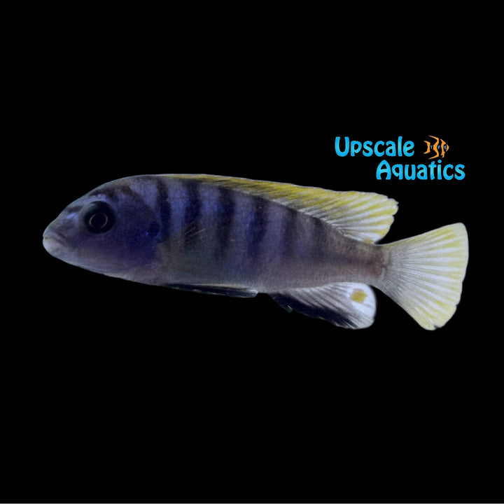 Red Hongi Cichlid (Labidochromis sp. 'Hongi')