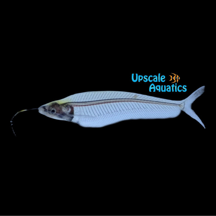 Ghost Glass Catfish (Kryptopterus vitreolus)