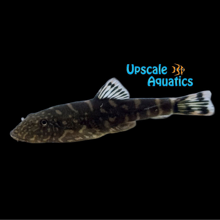 Bluefin Zebra Hillstream Loach (Gastromyzon sp.)