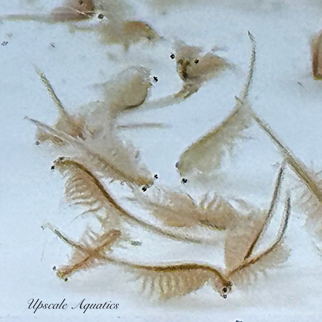Live Brine Shrimp