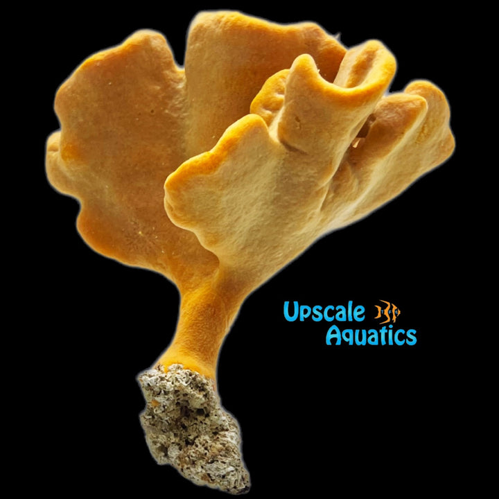 Elephant Ear Sponge (Agelas flabelliformis)