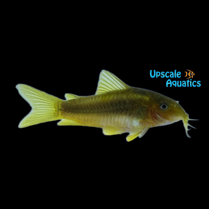 Green Laser Cory (Corydoras sp. CW009)