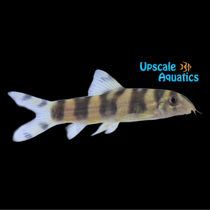 Emperor Botia (Botia udomritthiruji)