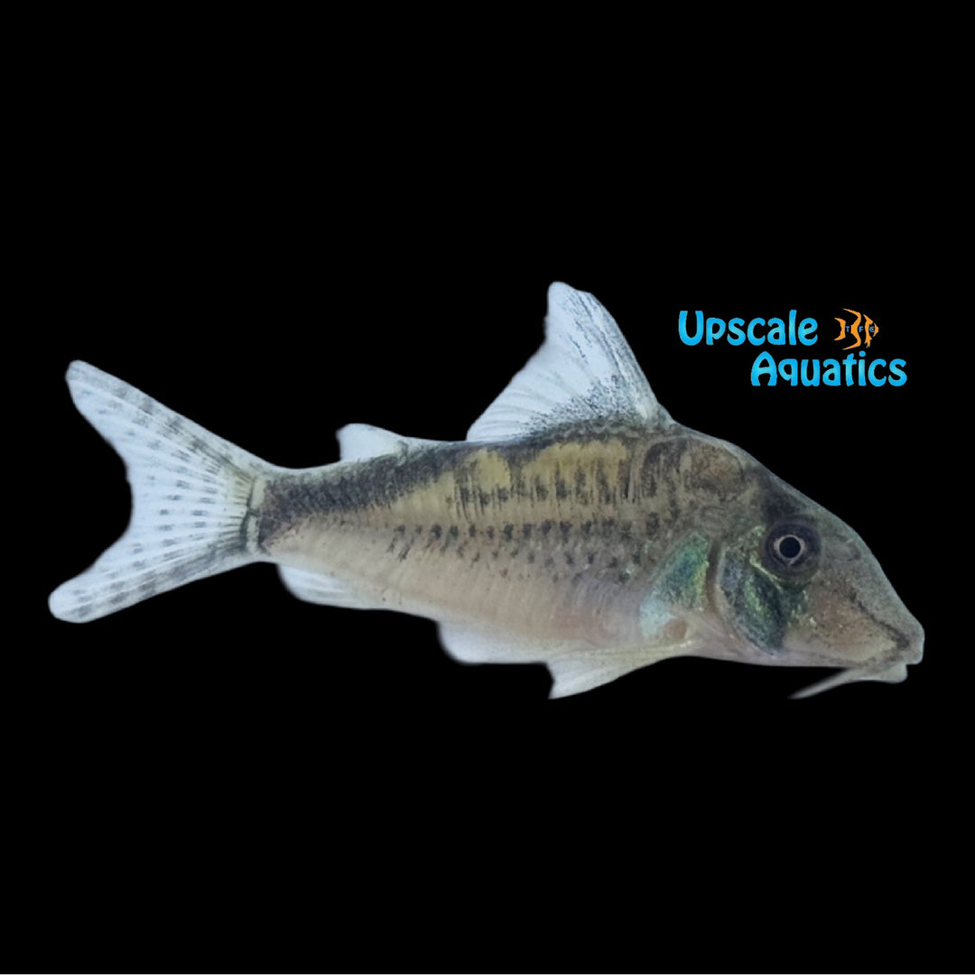 Convict Cory (Corydoras sp. C016)